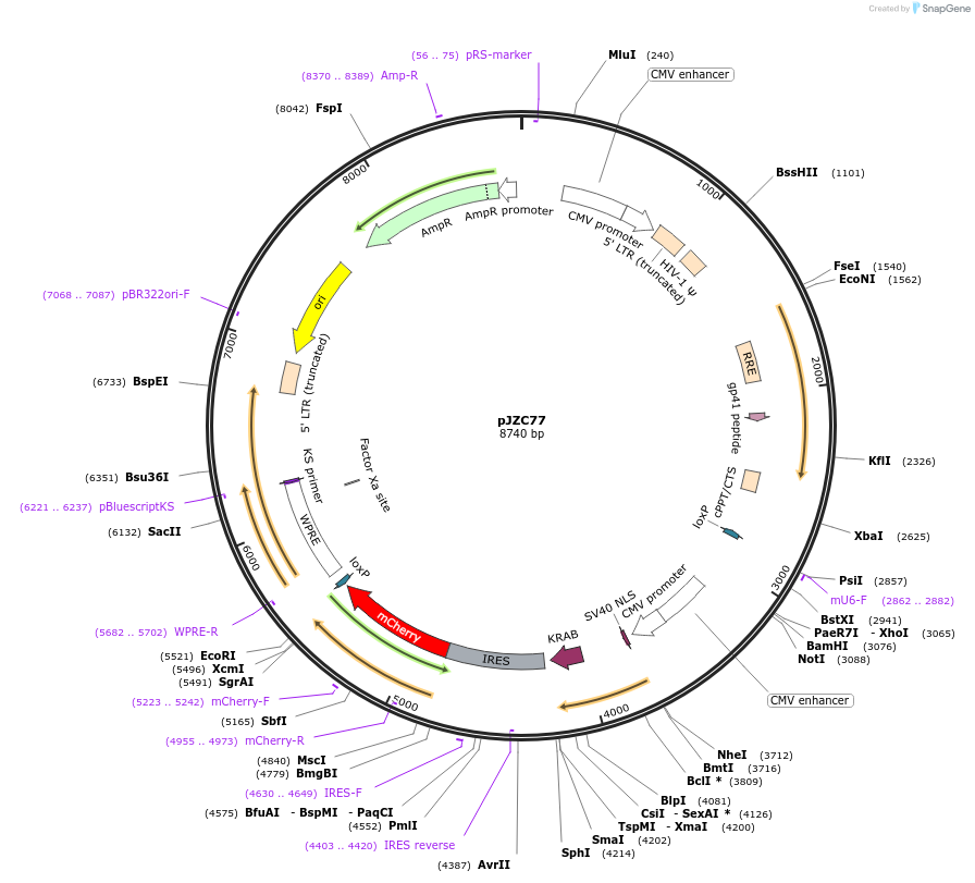 62338-plasmid-map-sequence-id-102261