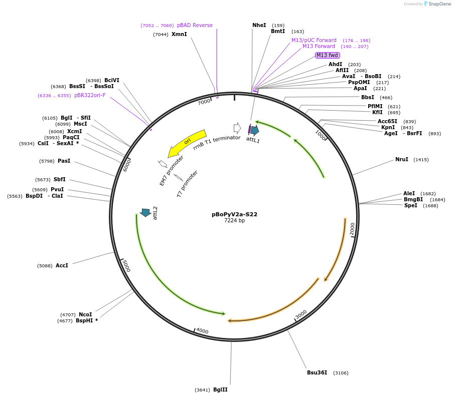62356-plasmid-map-sequence-id-102289