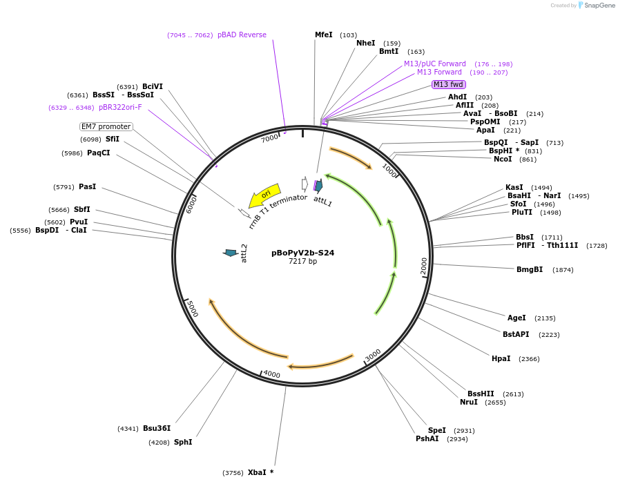 62357-plasmid-map-sequence-id-102300