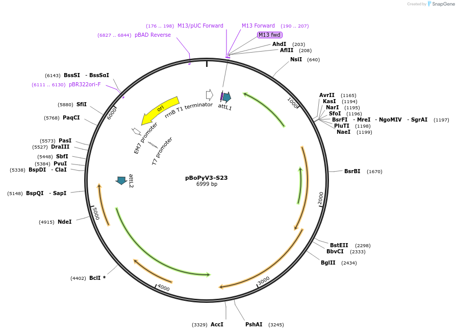 62369-plasmid-map-sequence-id-102307