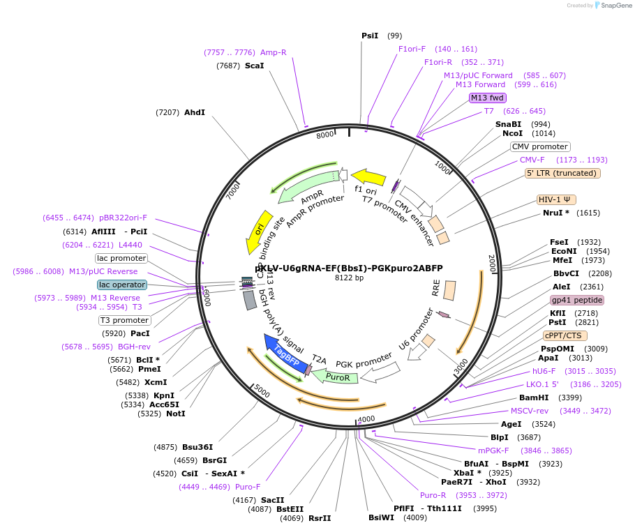 62348-plasmid-map-sequence-id-102366
