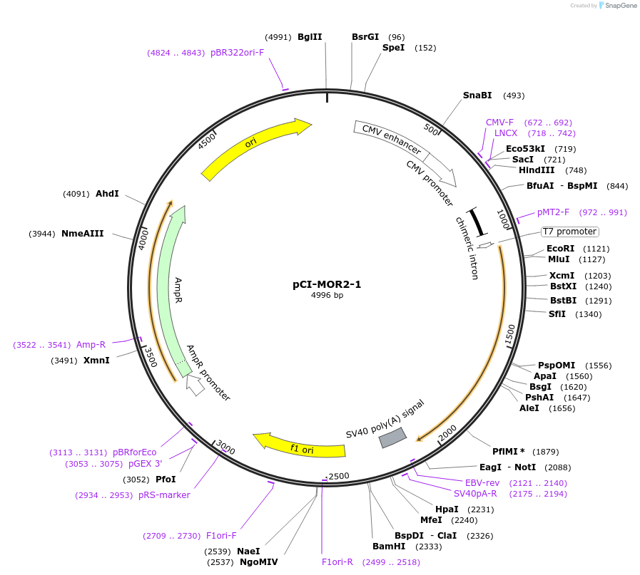 22328-plasmid-map-sequence-id-10238
