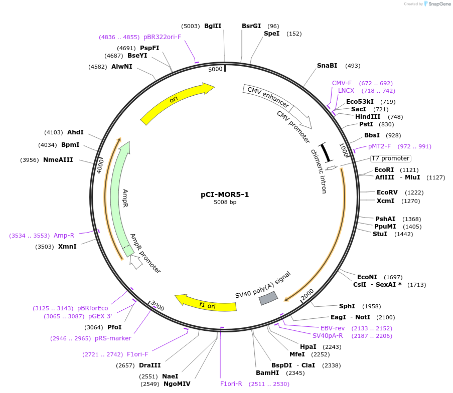 22330-plasmid-map-sequence-id-10240