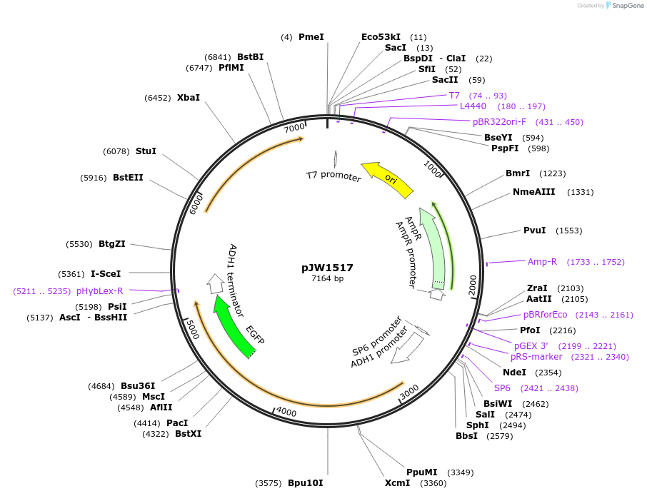 62387-plasmid-map-sequence-id-102446