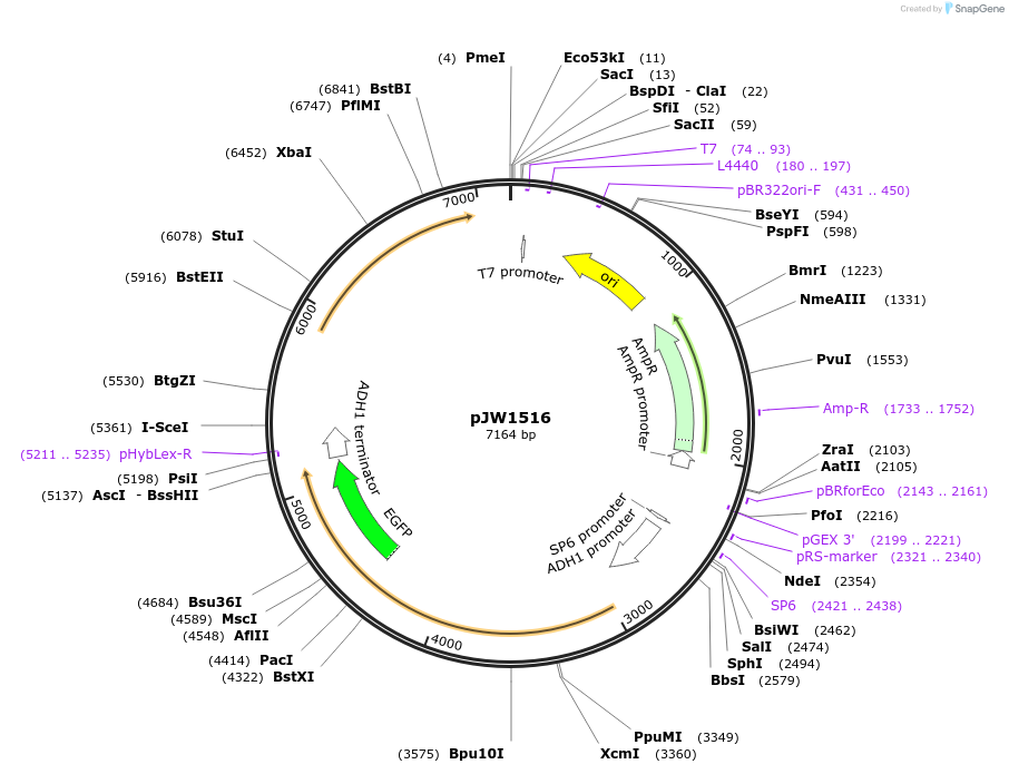 62386-plasmid-map-sequence-id-102447