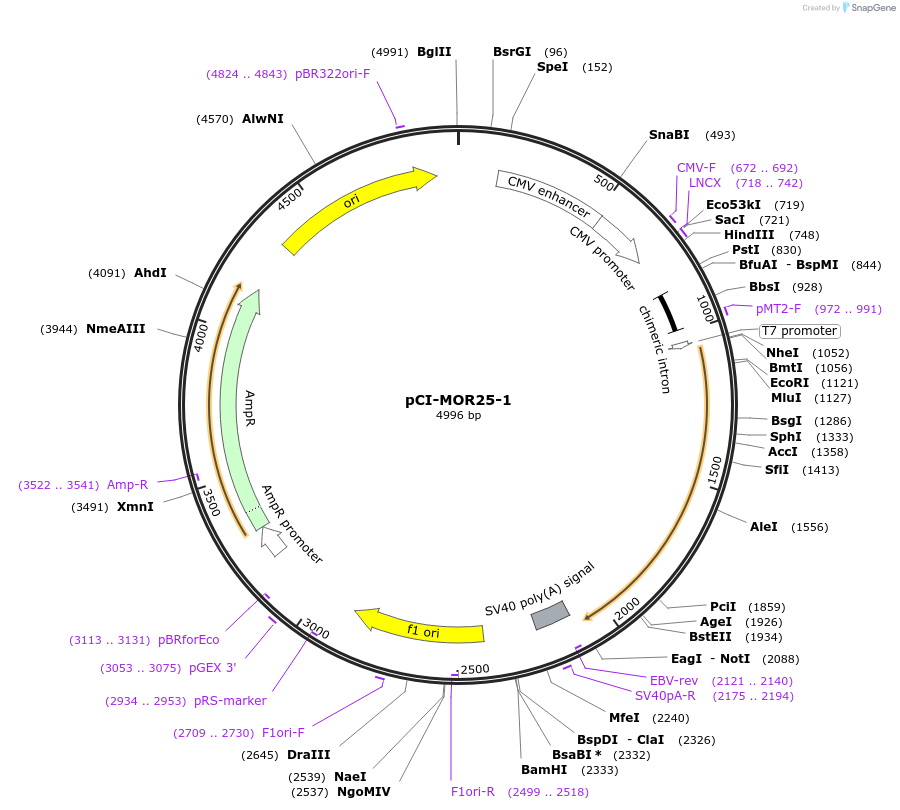 22335-plasmid-map-sequence-id-10245