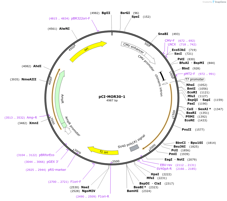 22336-plasmid-map-sequence-id-10246