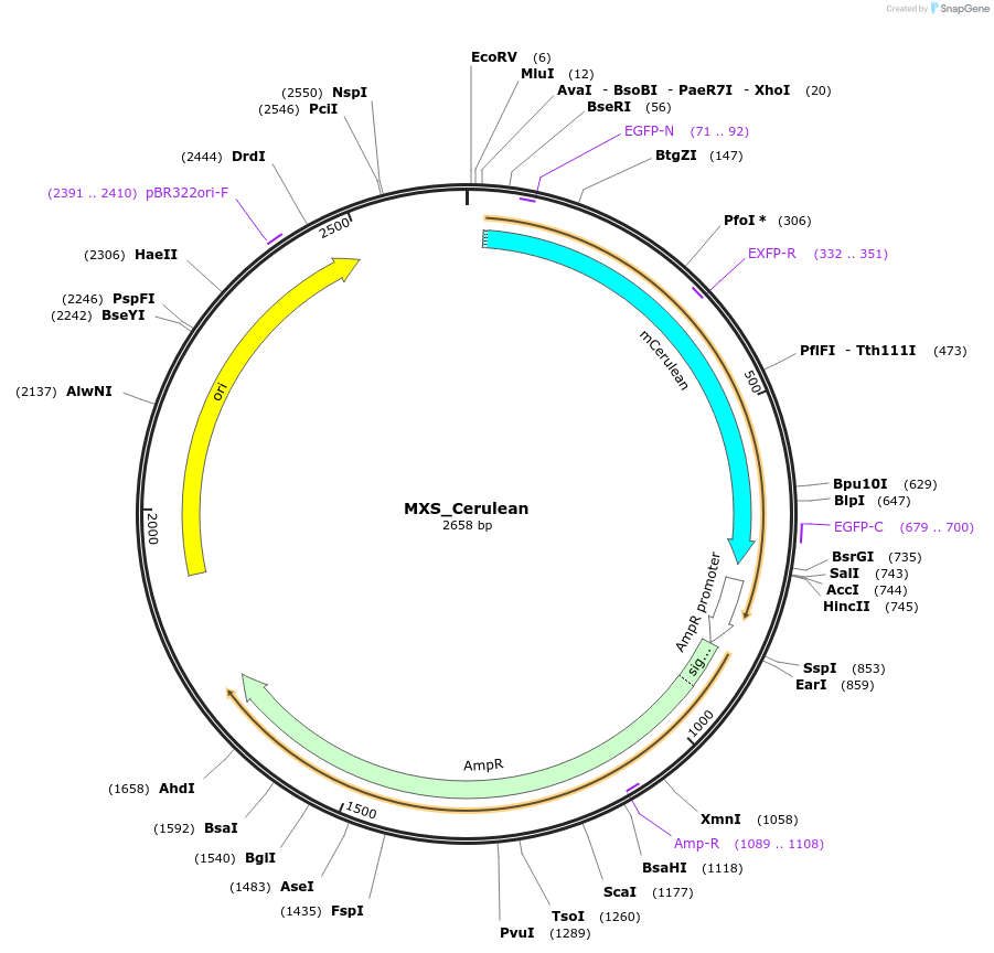 62401-plasmid-map-sequence-id-102462
