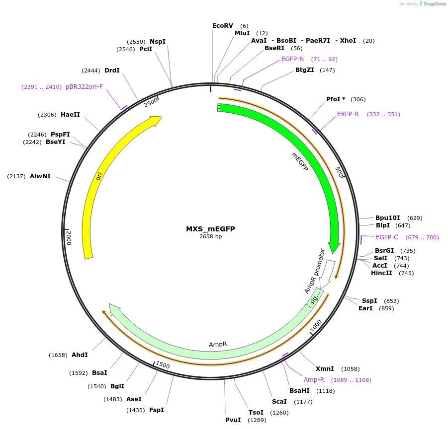 62403-plasmid-map-sequence-id-102464