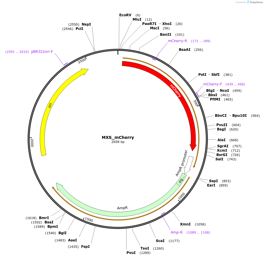 62408-plasmid-map-sequence-id-102469