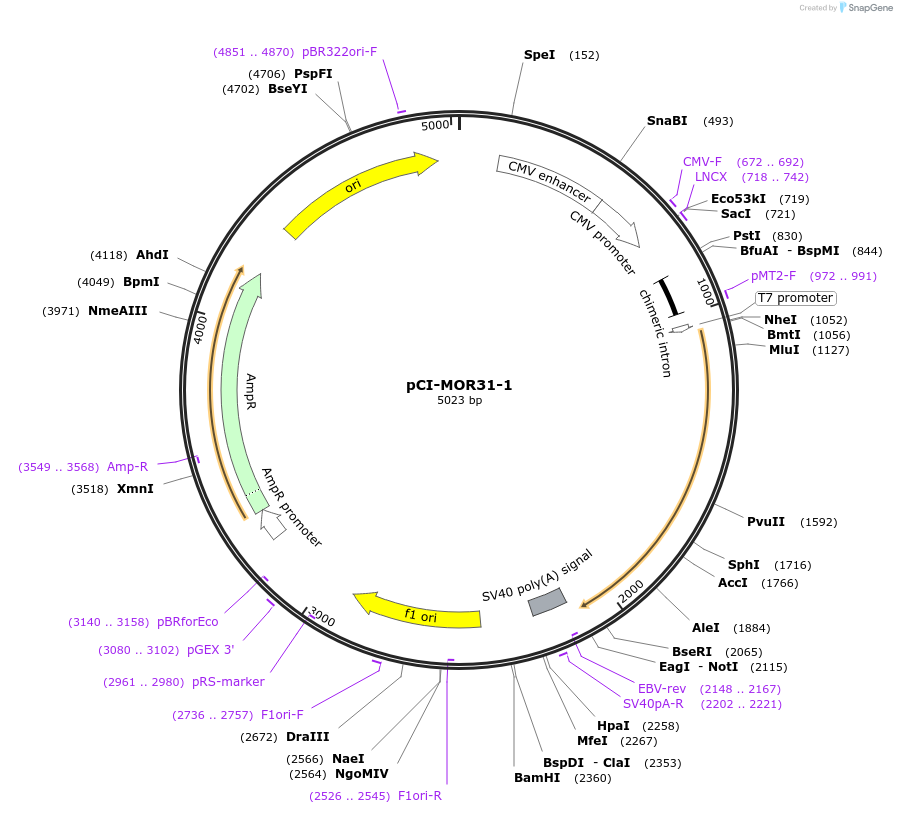 22337-plasmid-map-sequence-id-10247