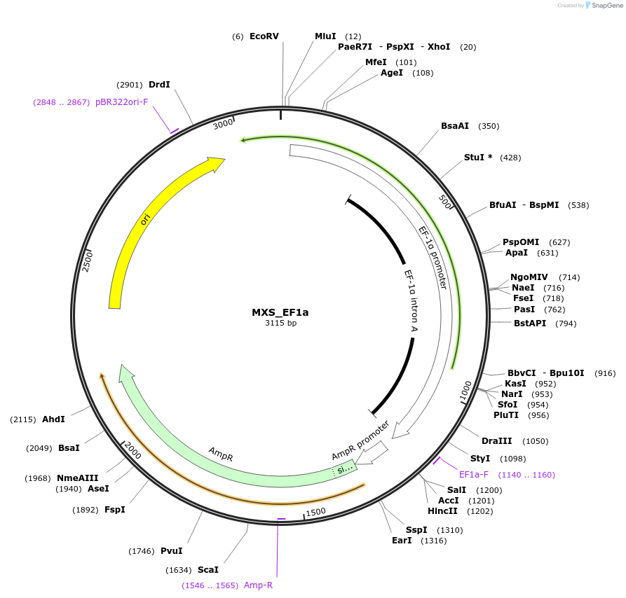 62421-plasmid-map-sequence-id-102482
