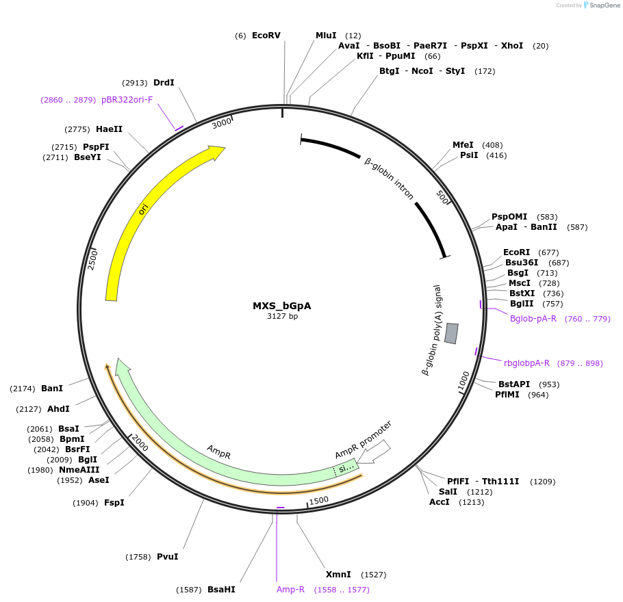 62424-plasmid-map-sequence-id-102485