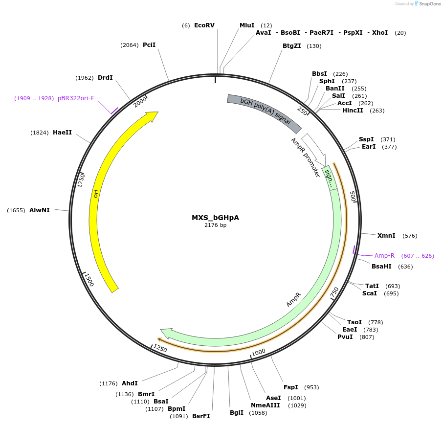 62425-plasmid-map-sequence-id-102486
