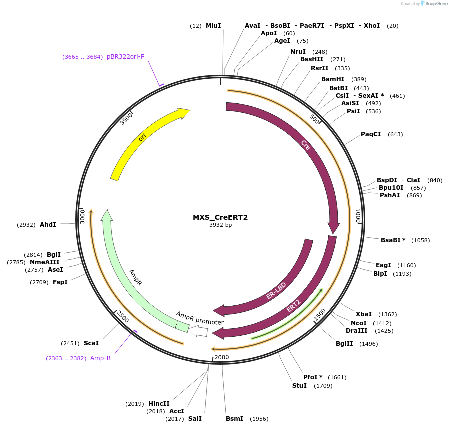 62427-plasmid-map-sequence-id-102488