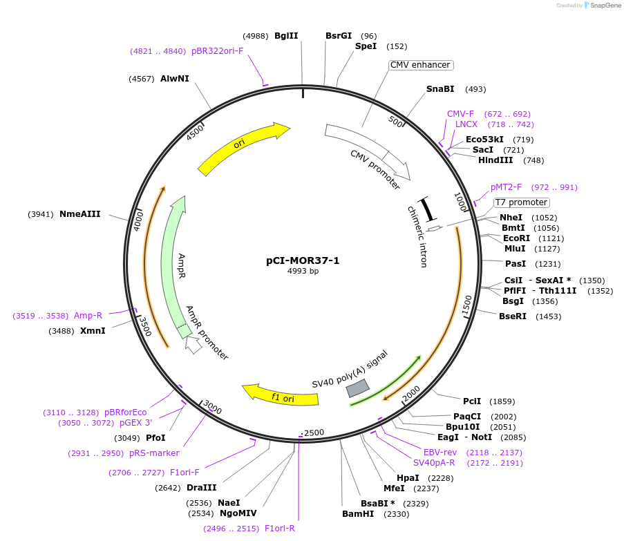 22339-plasmid-map-sequence-id-10249