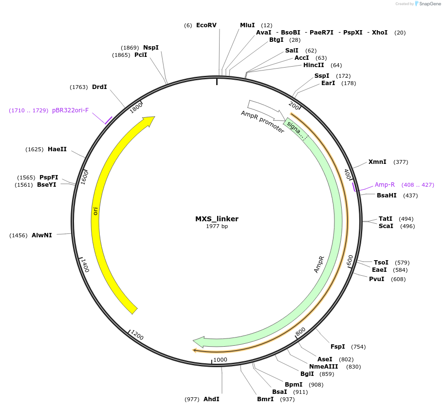 62431-plasmid-map-sequence-id-102492