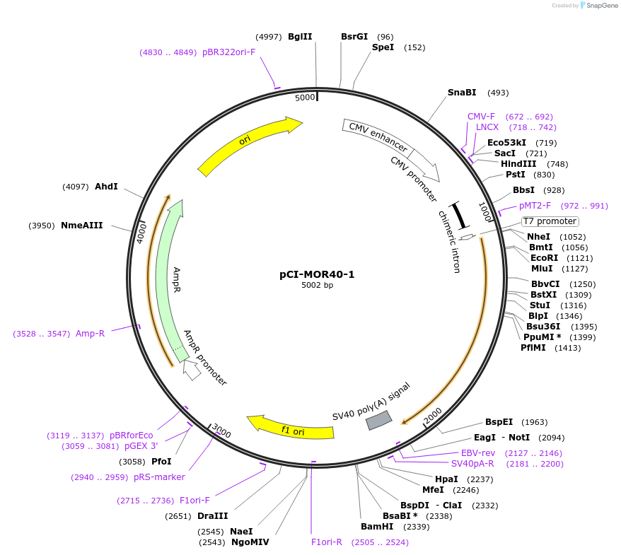22340-plasmid-map-sequence-id-10250