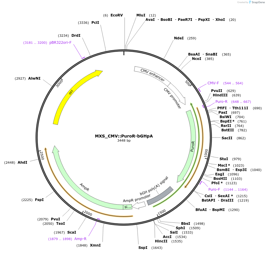 62439-plasmid-map-sequence-id-102500