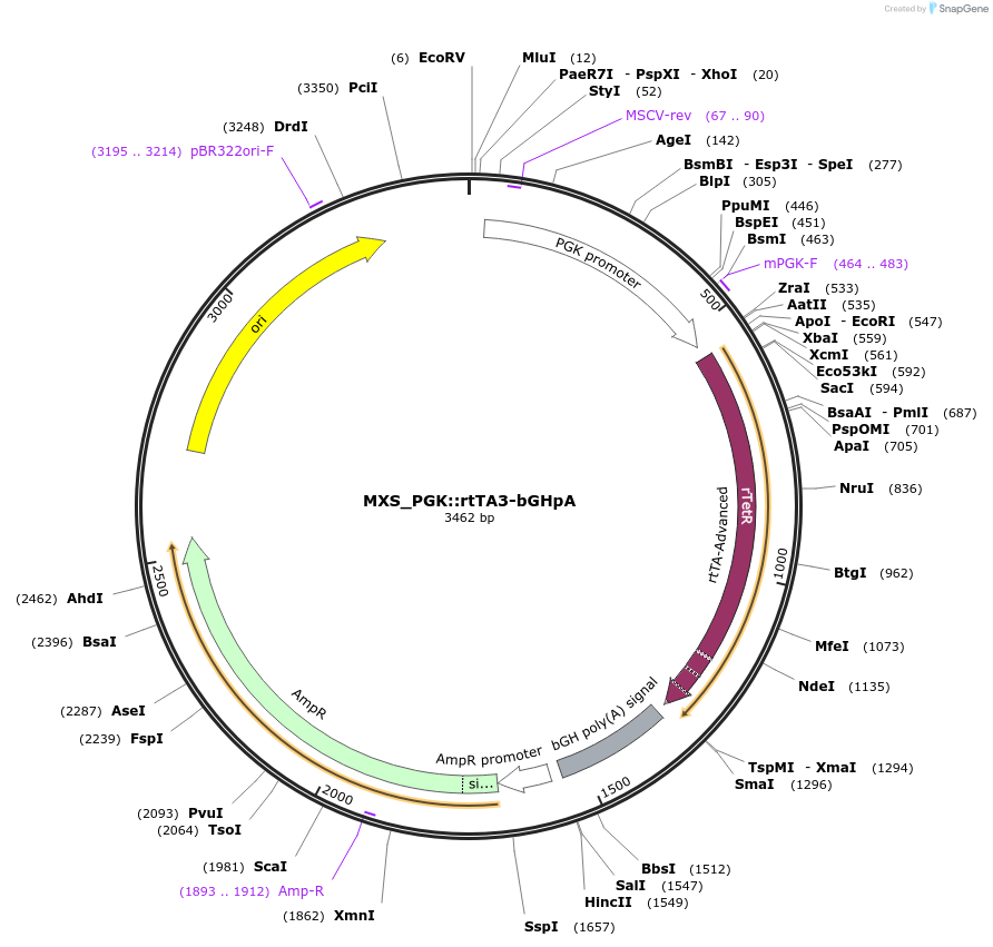 62446-plasmid-map-sequence-id-102507