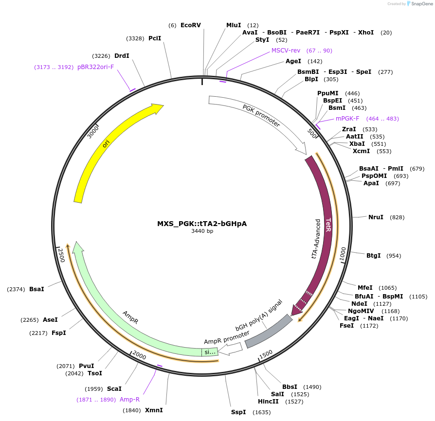 62448-plasmid-map-sequence-id-102509