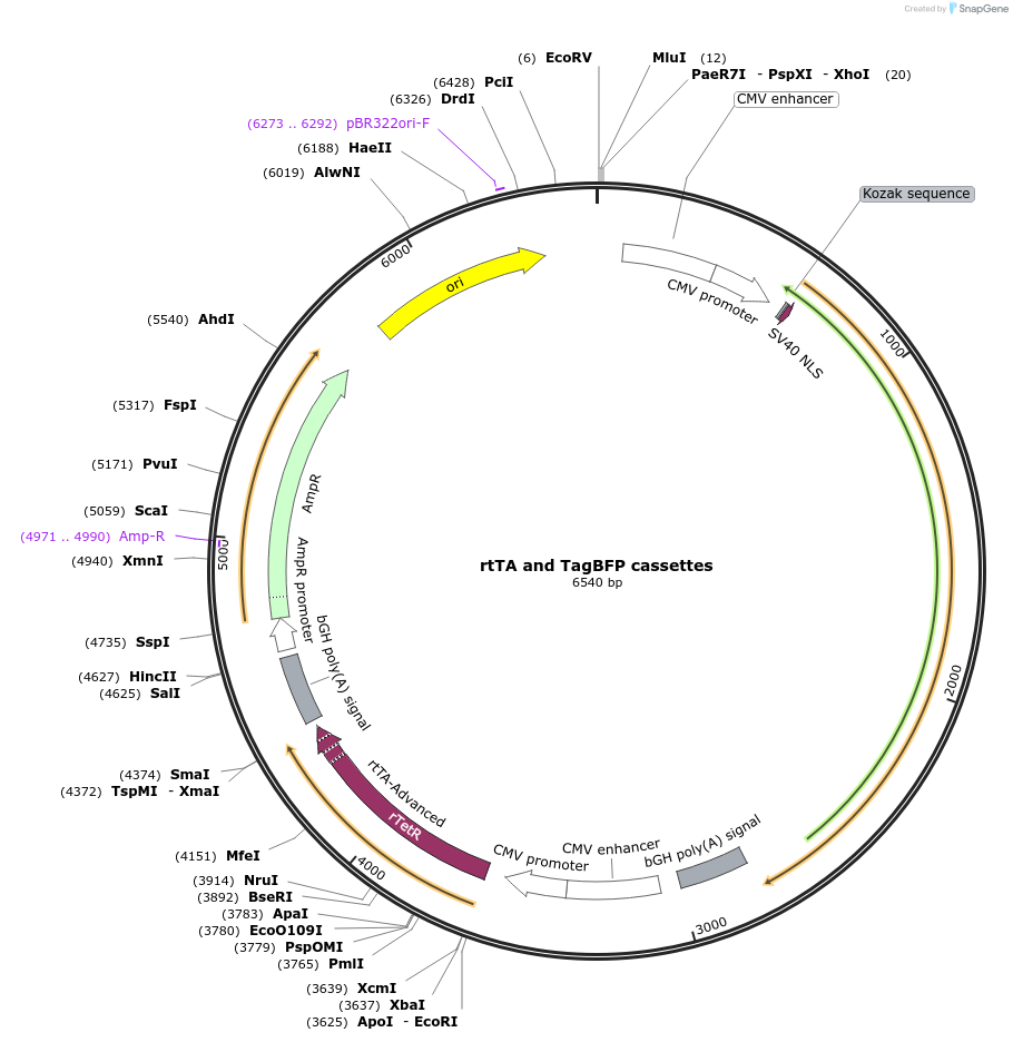62452-plasmid-map-sequence-id-102513