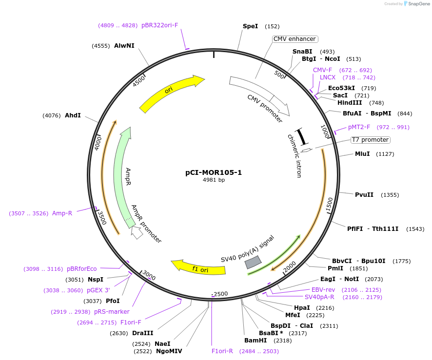 22342-plasmid-map-sequence-id-10252