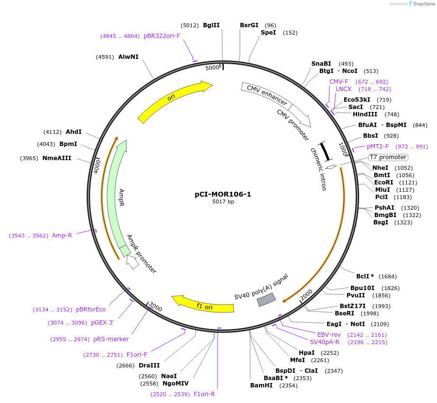 22343-plasmid-map-sequence-id-10253