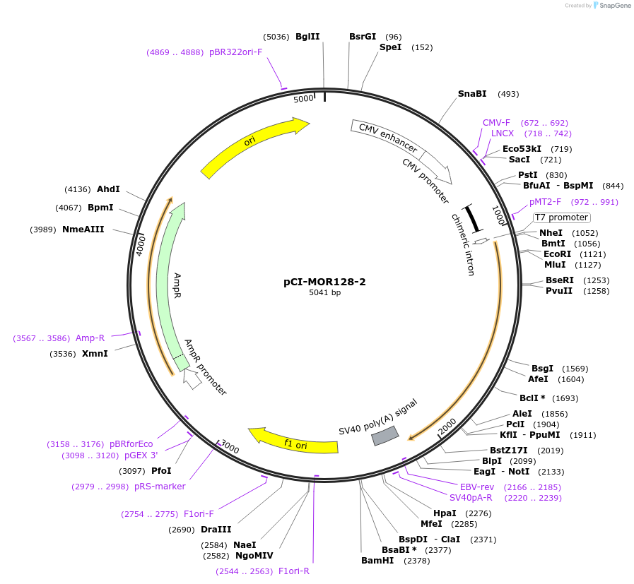 22345-plasmid-map-sequence-id-10255