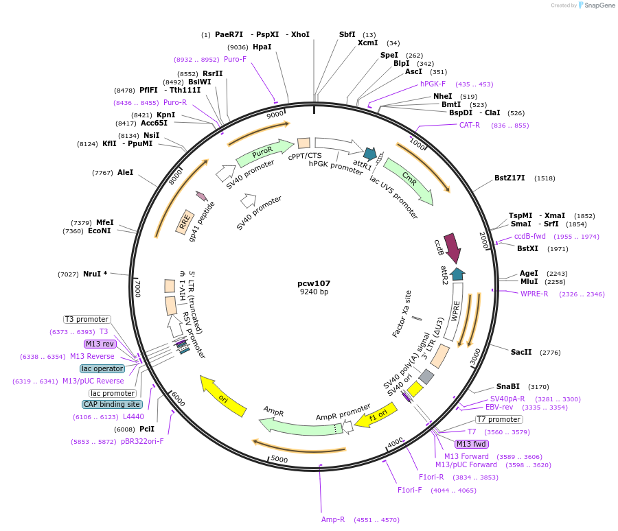 62511-plasmid-map-sequence-id-102552