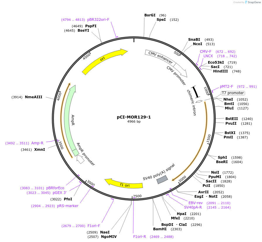 22346-plasmid-map-sequence-id-10256