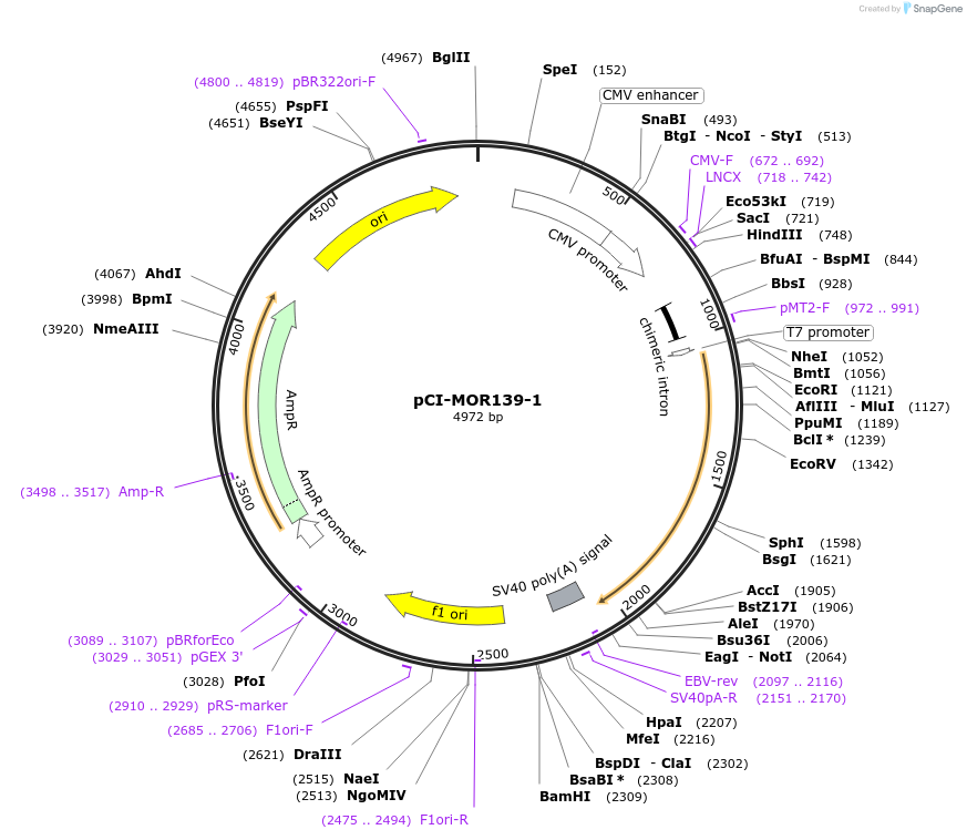 22348-plasmid-map-sequence-id-10258