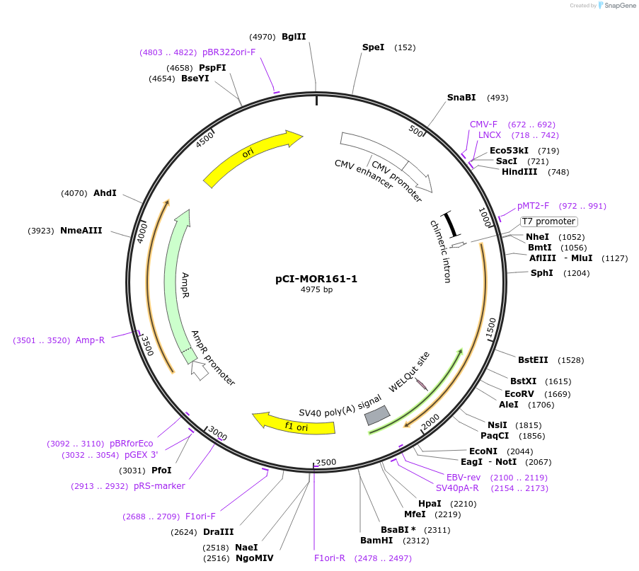 22351-plasmid-map-sequence-id-10260