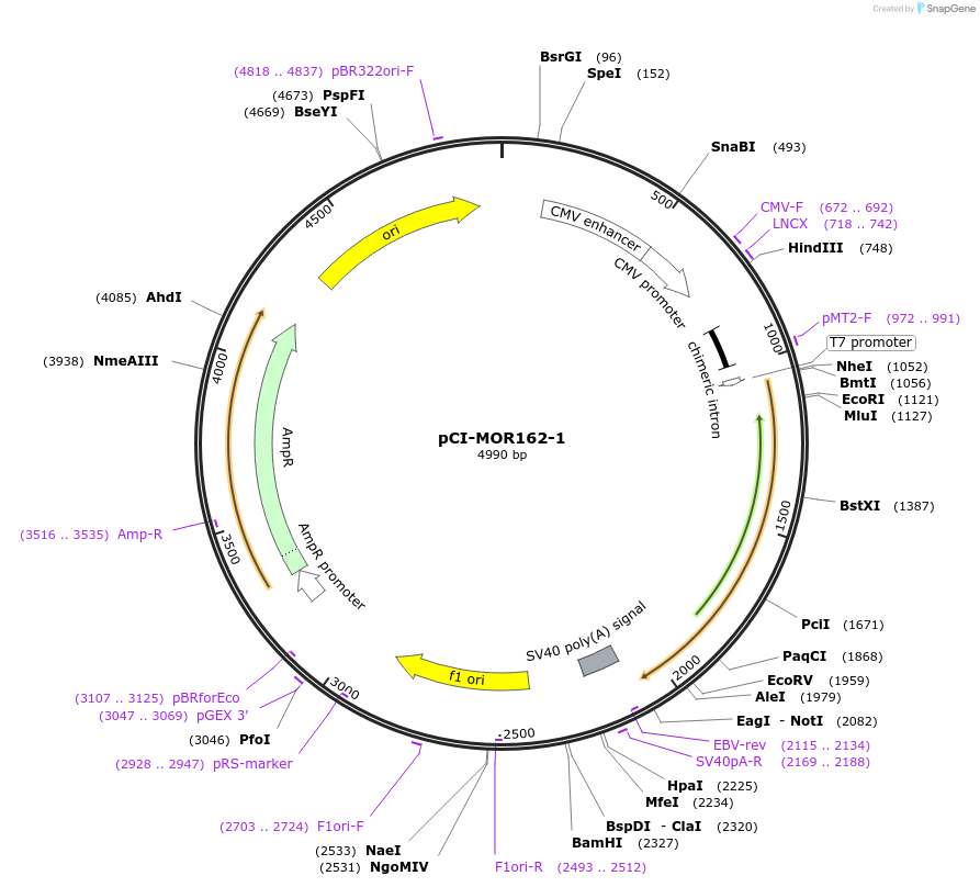 22352-plasmid-map-sequence-id-10261