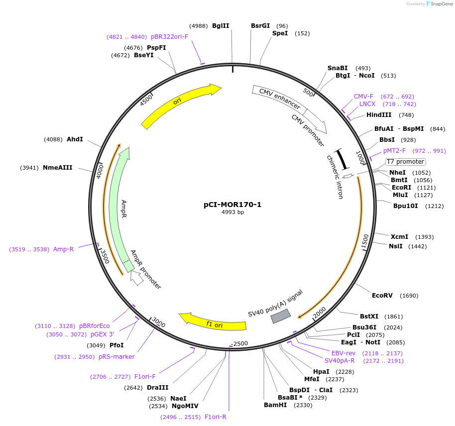 22353-plasmid-map-sequence-id-10262