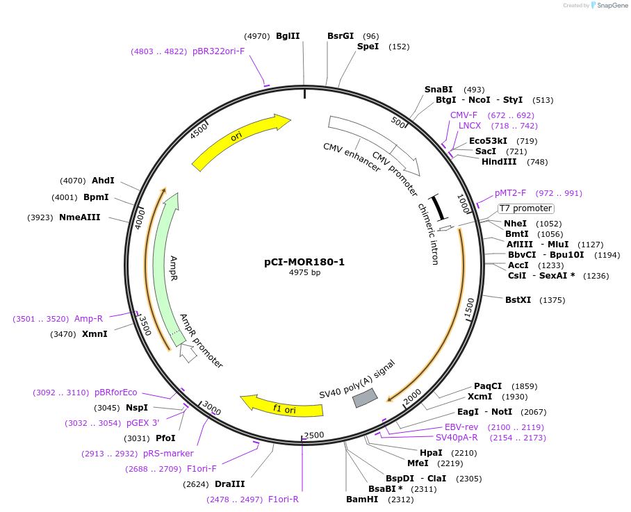 22354-plasmid-map-sequence-id-10263