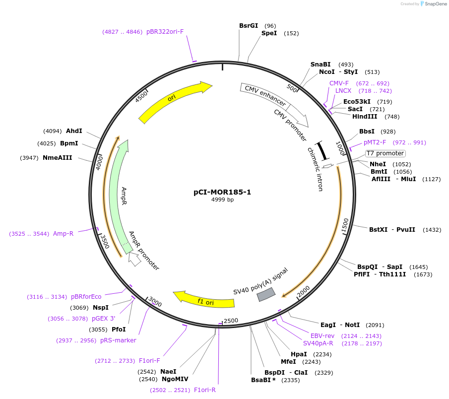 22357-plasmid-map-sequence-id-10266
