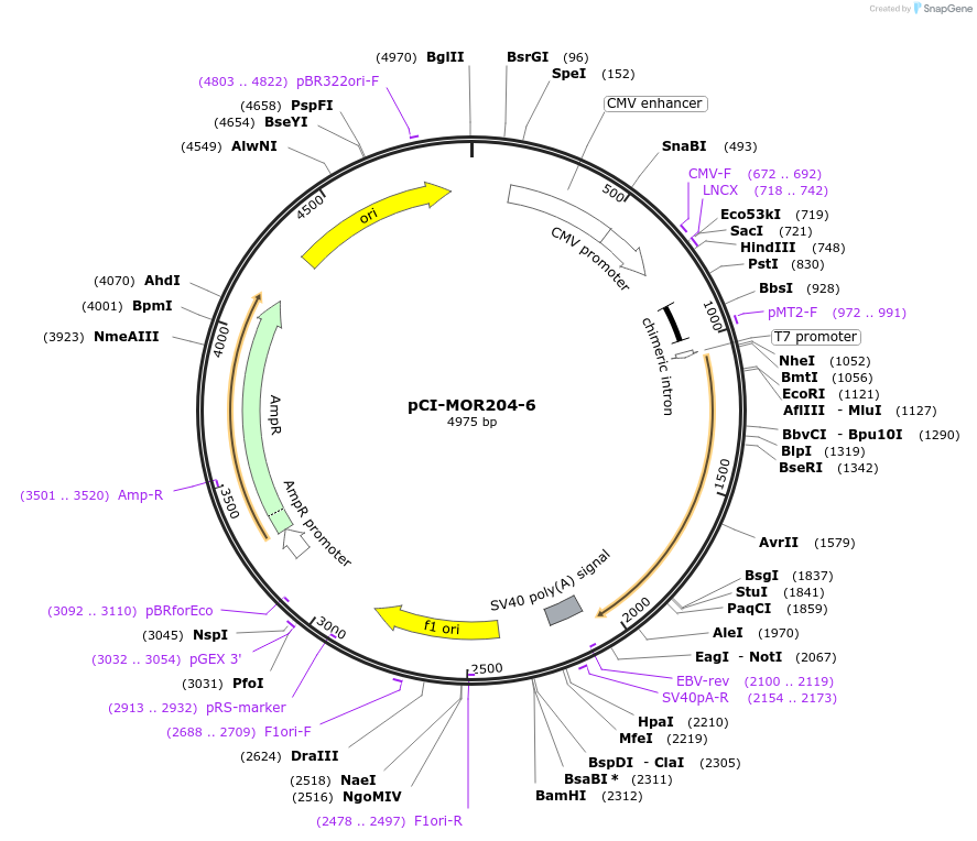 22360-plasmid-map-sequence-id-10269