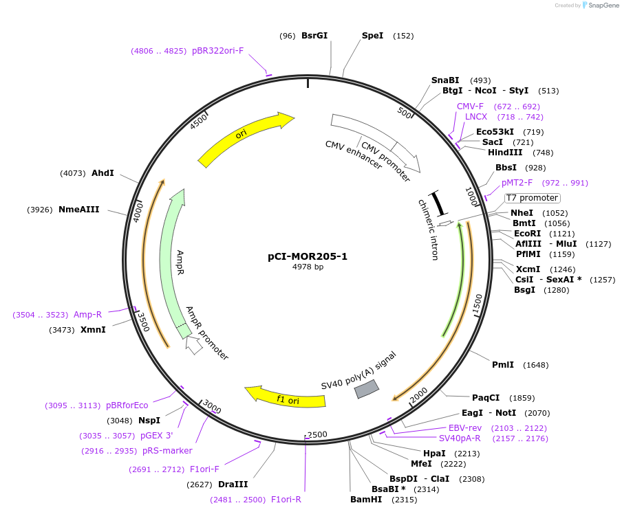 22361-plasmid-map-sequence-id-10270