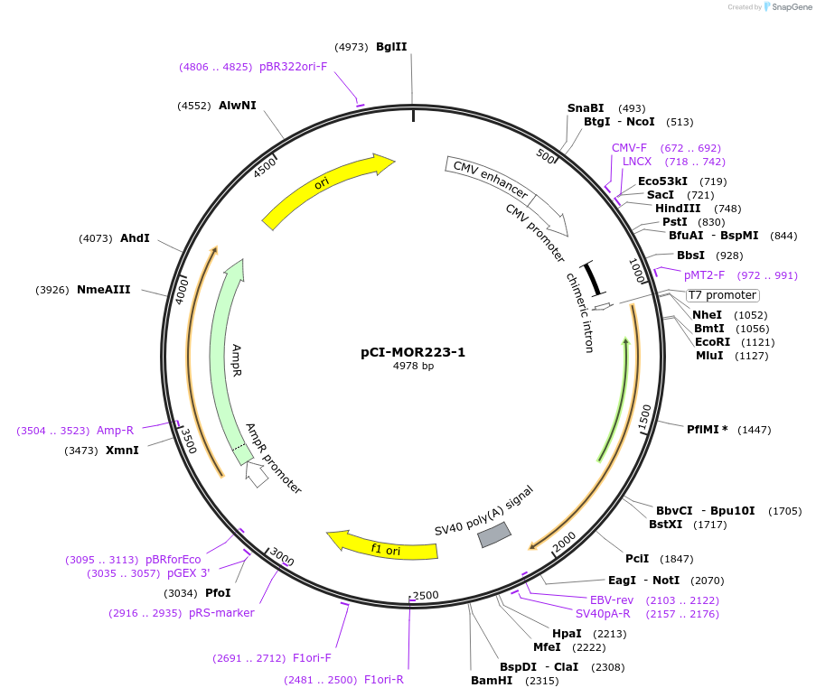 22364-plasmid-map-sequence-id-10273