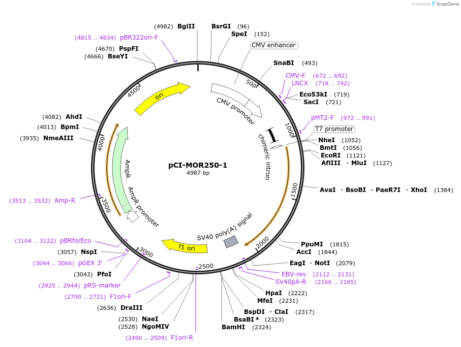 22366-plasmid-map-sequence-id-10275
