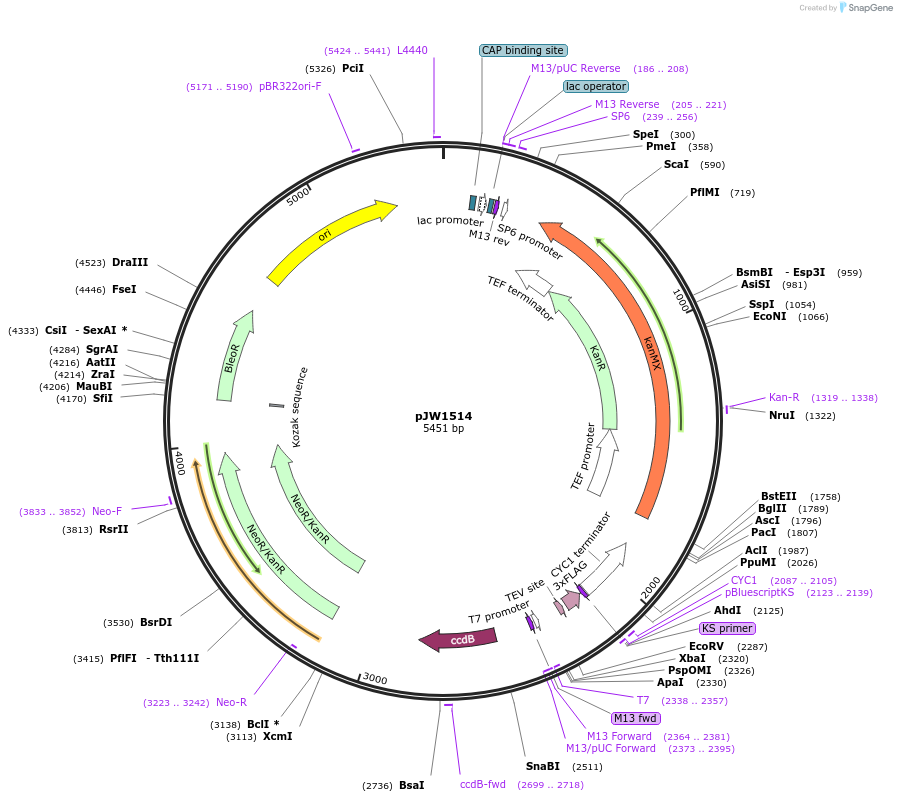 62384-plasmid-map-sequence-id-102758