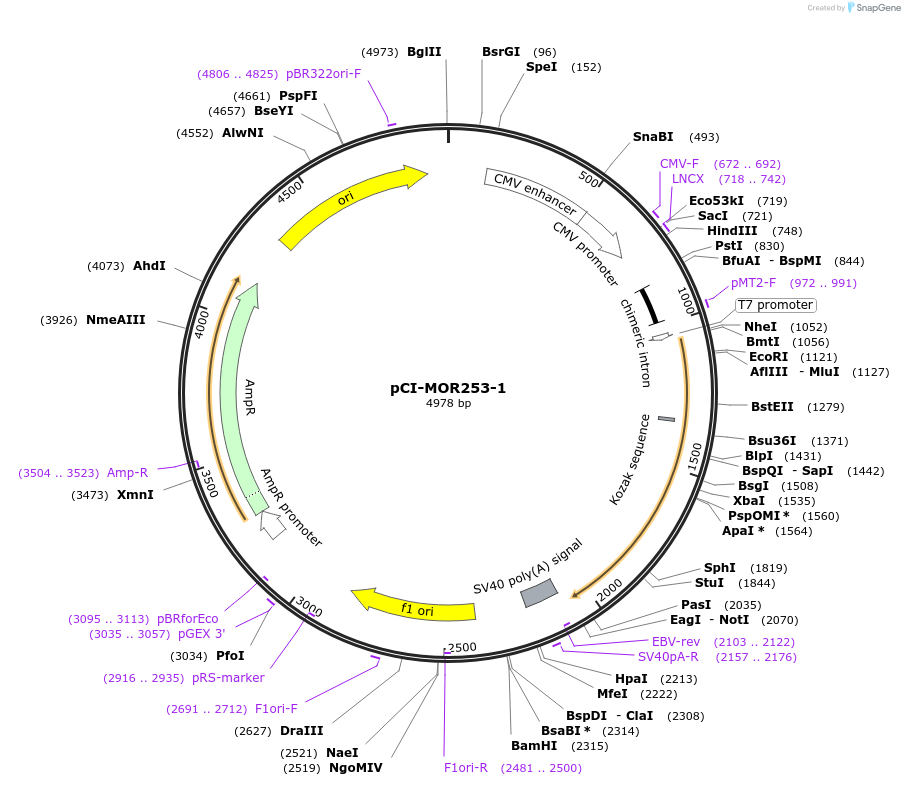 22368-plasmid-map-sequence-id-10277