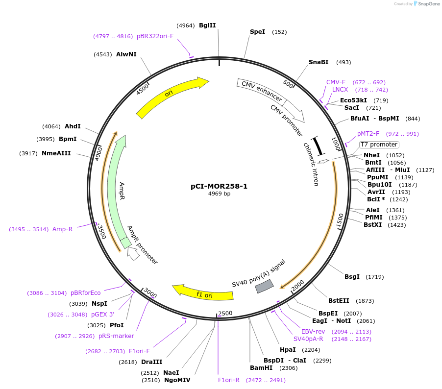 22370-plasmid-map-sequence-id-10279