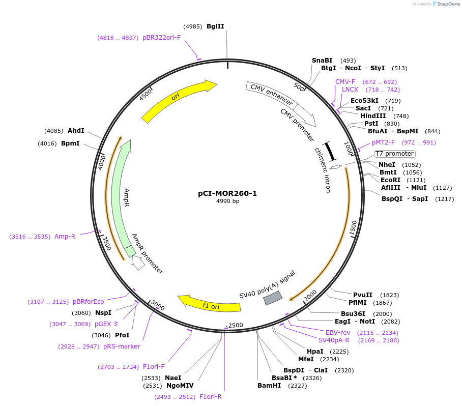 22372-plasmid-map-sequence-id-10281