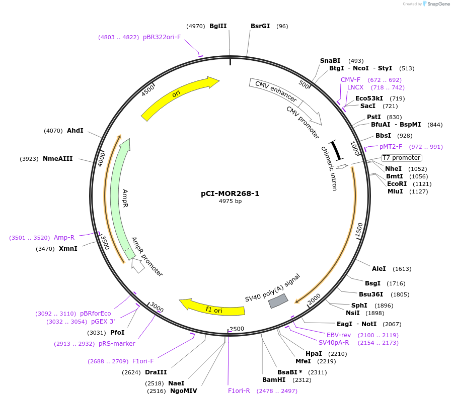 22374-plasmid-map-sequence-id-10283