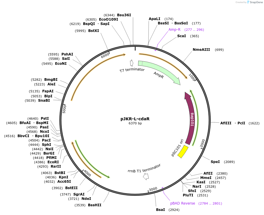 62558-plasmid-map-sequence-id-102832