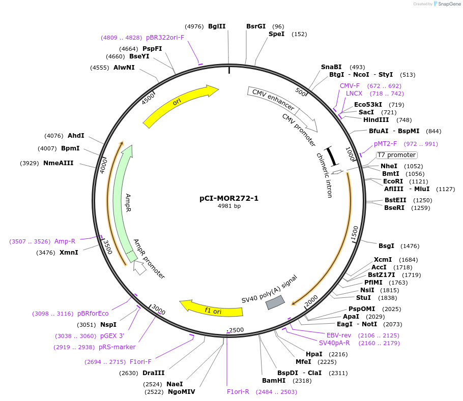 22377-plasmid-map-sequence-id-10286
