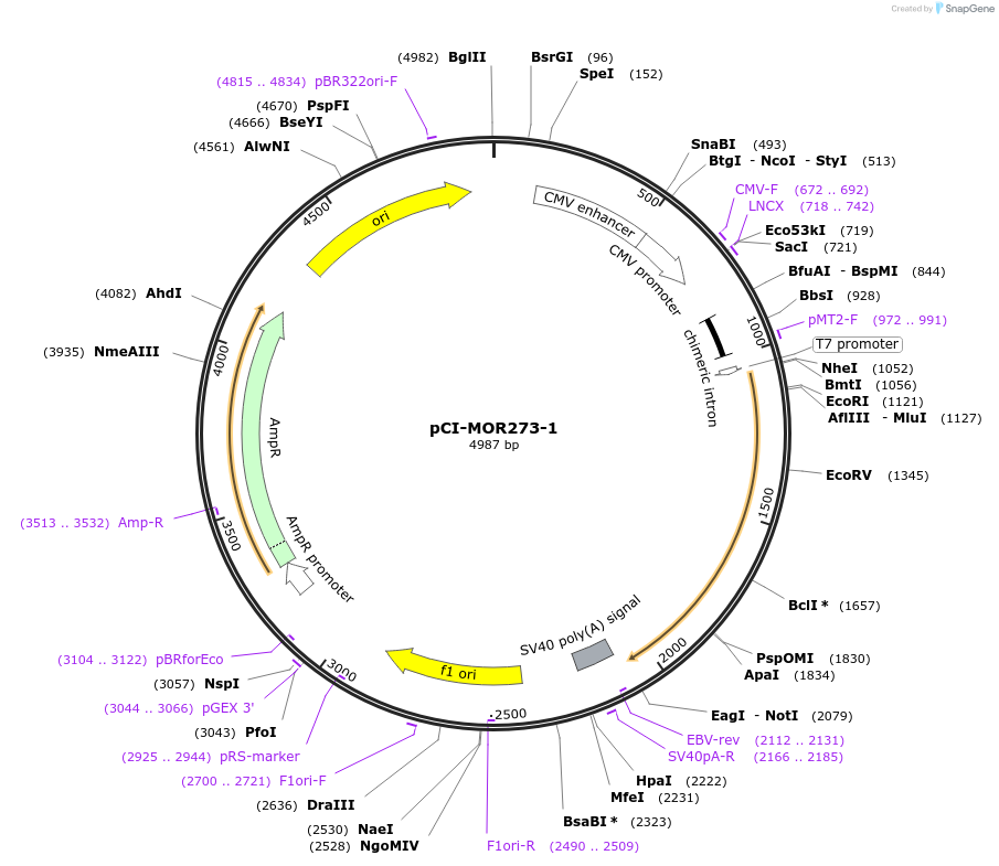 22378-plasmid-map-sequence-id-10287