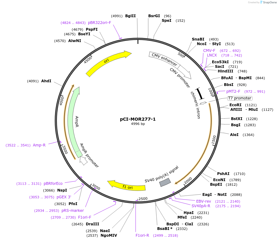 22379-plasmid-map-sequence-id-10288